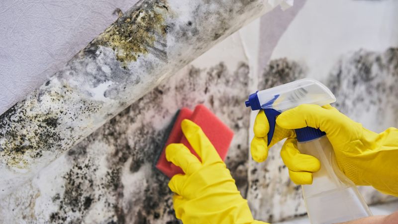 Attic Mold Remediation in Jupiter, FL