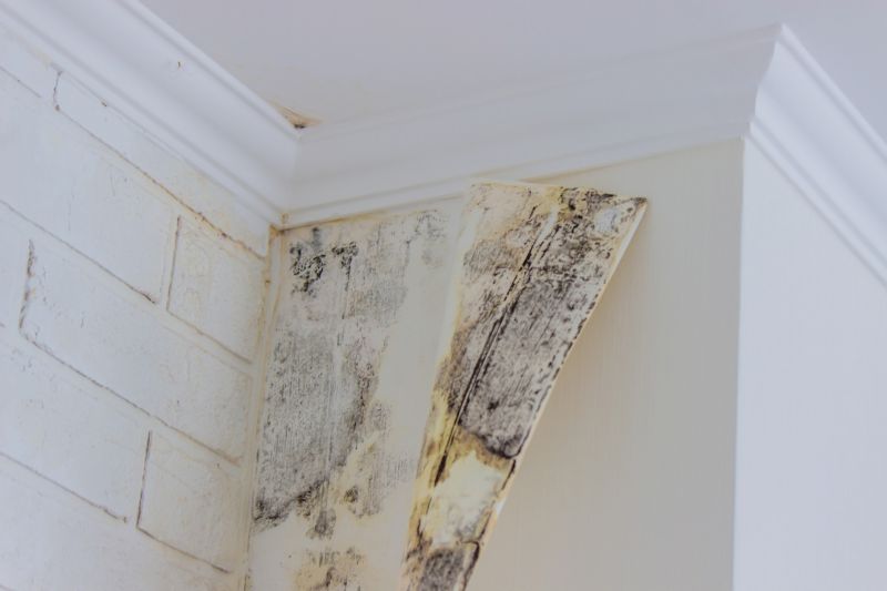 Attic Mold Remediation in Jupiter, FL