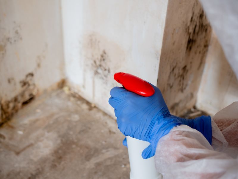 Black Mold Remediation in West Palm Beach, FL