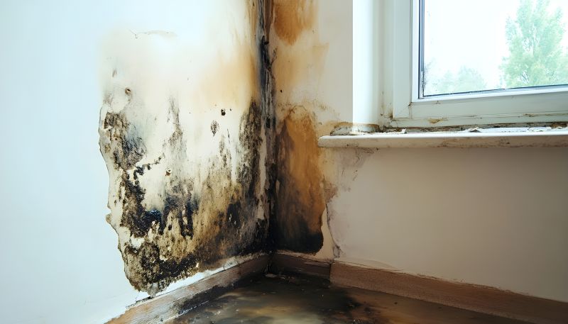 Mold Restoration in Broward County, FL