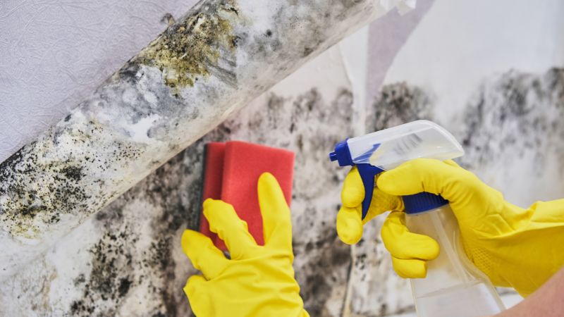 Mold Treatment Service in Fort Lauderdale, FL