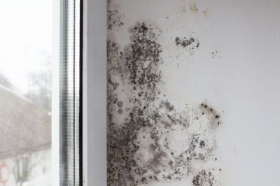 White Mold Mitigation in Dallas, TX